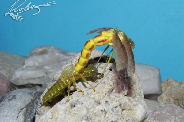 Dragon-Fly-Metamorphosis-DSCN0161