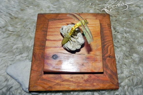 Dragon-Fly-Metamorphosis-DSCN0306