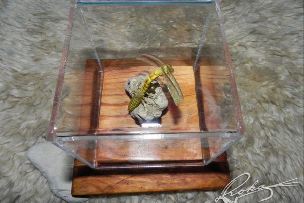 Dragon-Fly-Metamorphosis-DSCN0307