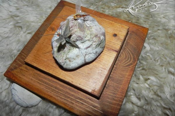 Ecdyonurus-Subimago-i-Imago-DSCN0300