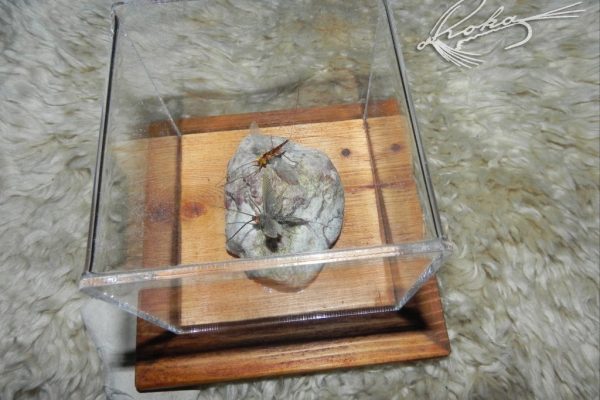 Ecdyonurus-Subimago-i-Imago-DSCN0302