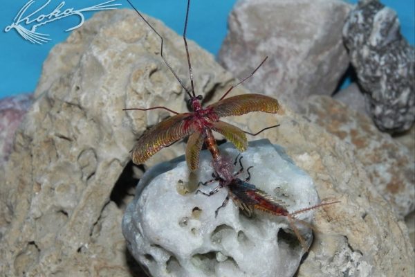 Metamorphosis-Ecdyonurus-DSCN0292