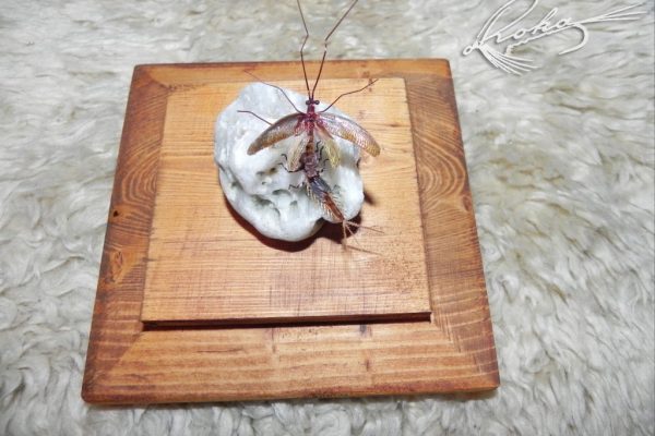 Metamorphosis-Ecdyonurus-DSCN0294