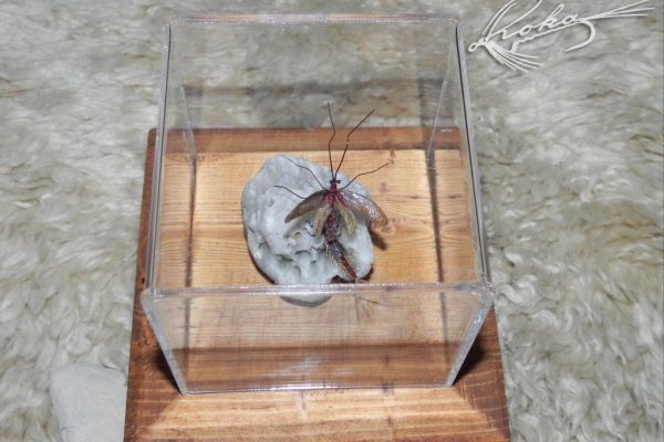 Metamorphosis-Ecdyonurus-DSCN0295