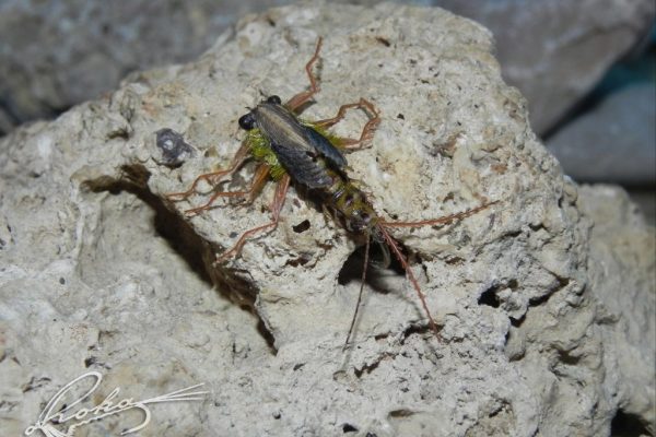 Nimfa-Rhithrogena-DSCN0220