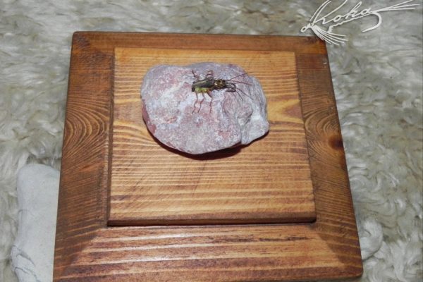 Nimfa-Rhithrogena-DSCN0296