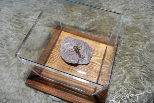 Nimfa-Rhithrogena-DSCN0298