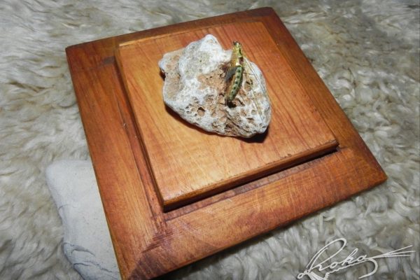 Ryachophila-Emerger-DSCN0304