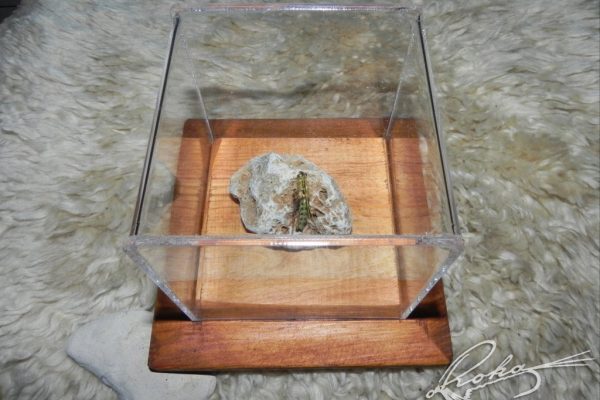 Ryachophila-Emerger-DSCN0305